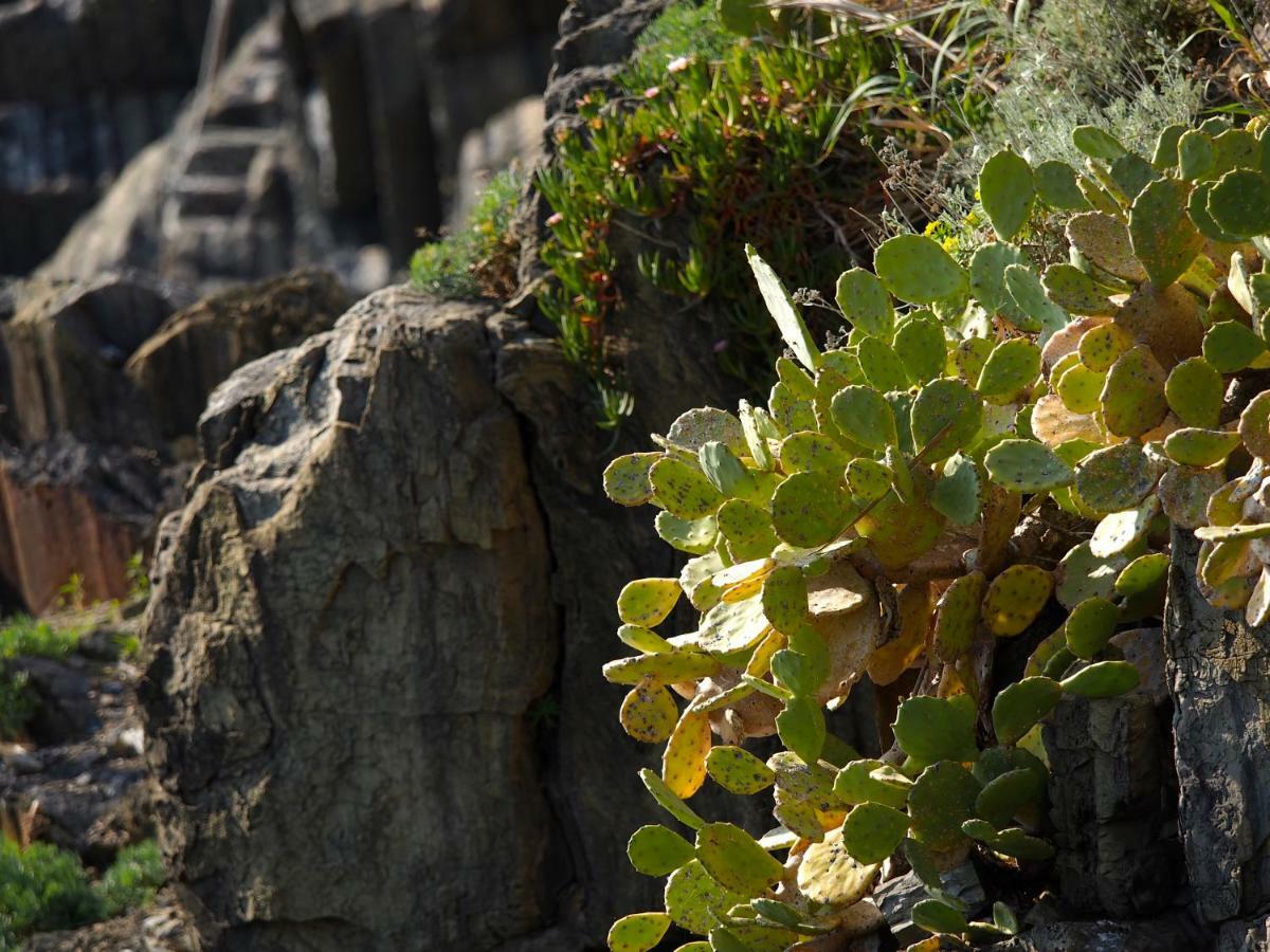 Agave Room Rental Riomaggiore Zewnętrze zdjęcie